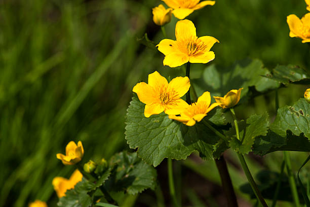 Berberine Hydrochloride